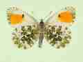 Anthocharis cardamines (gynandromorph,verso 3) (Internet Image property of respective owner, non-commercial use only)